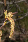 Green alder <BR>Mountain alder